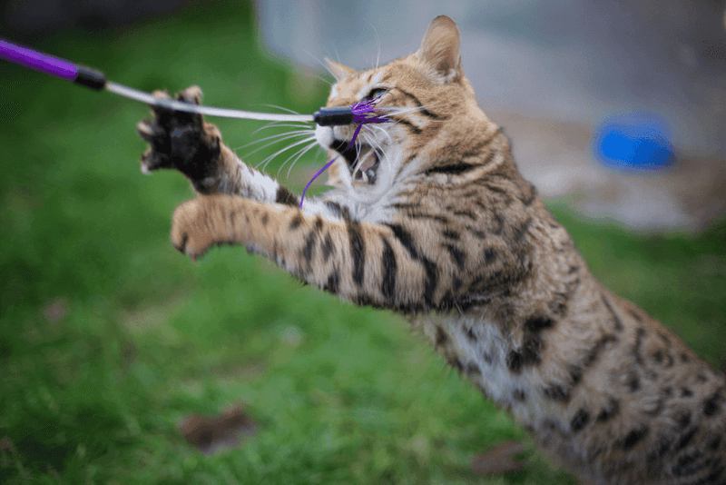Bengal