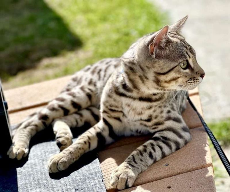 Bengal