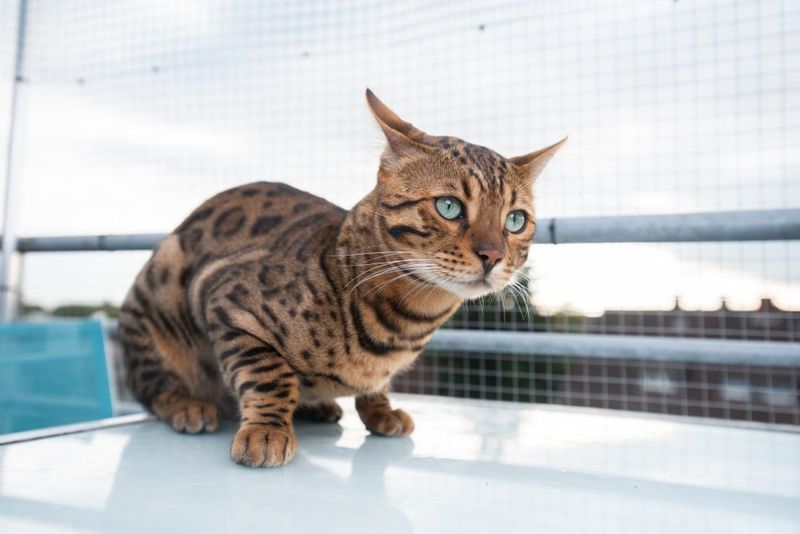 Bengal