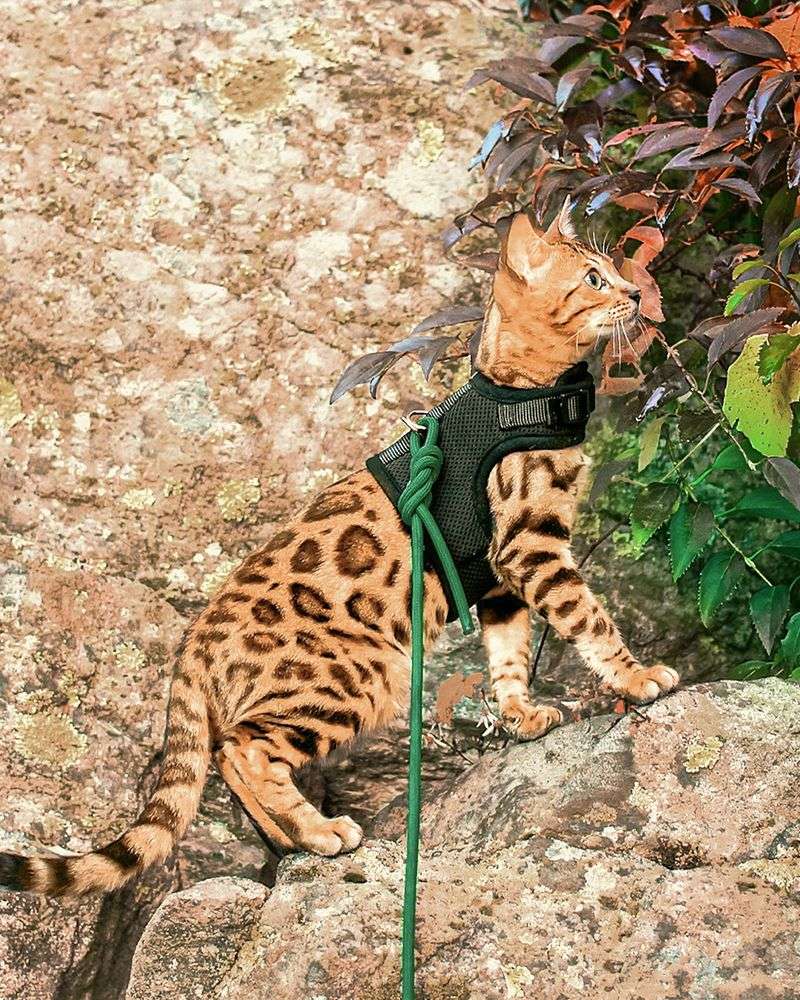 Bengal