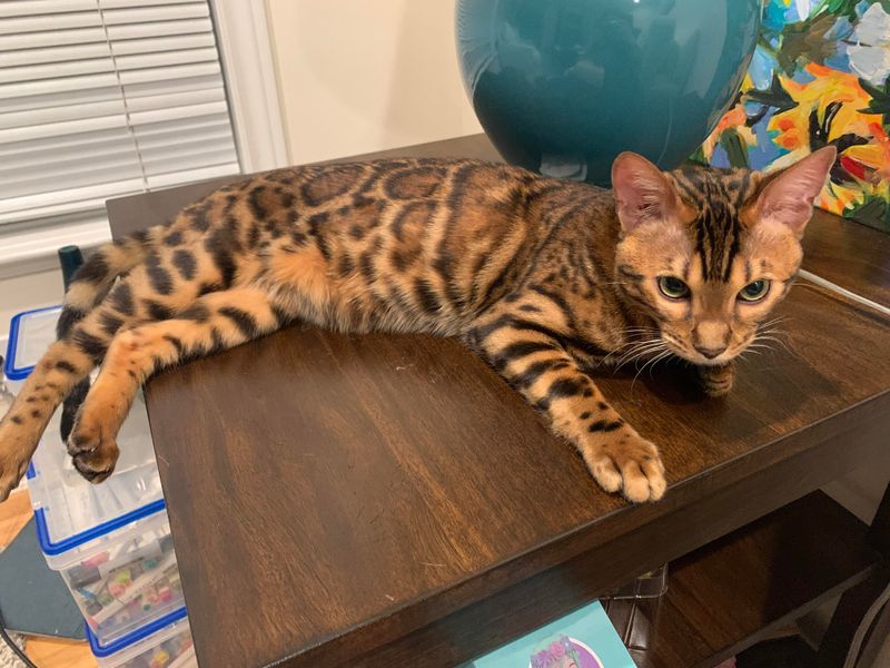 Bengal