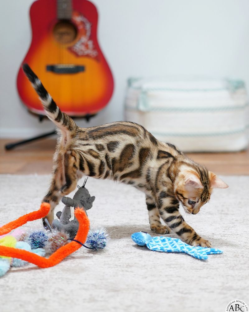 Bengal