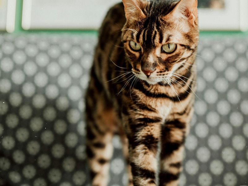Bengal