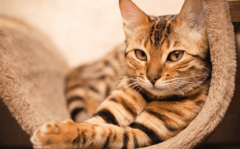 Bengal