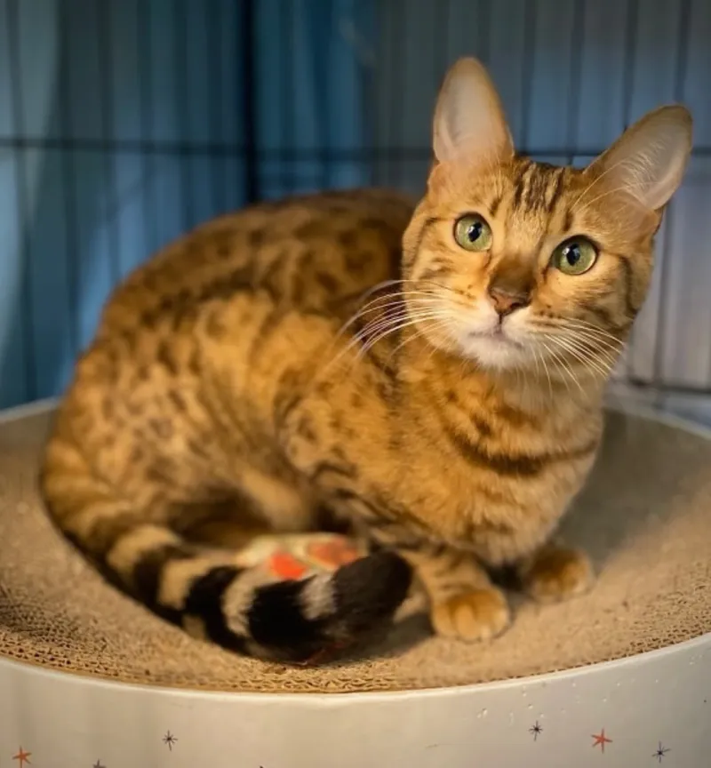 Bengal