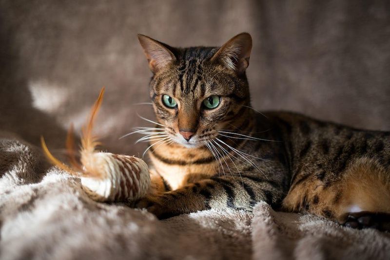 Bengal