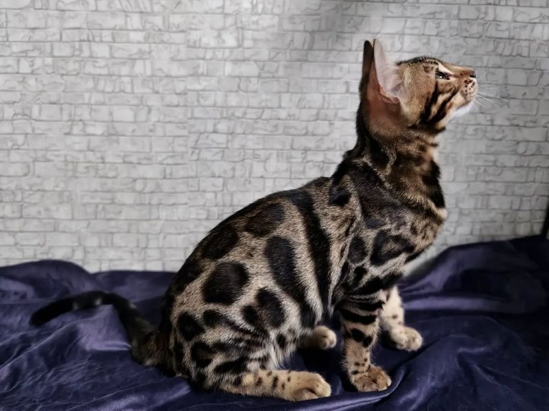 Bengal