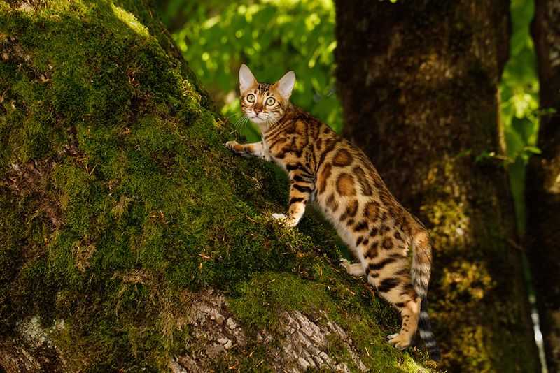 Bengal