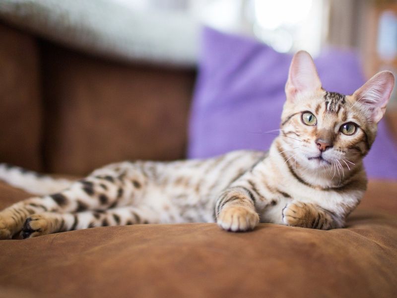 Bengal