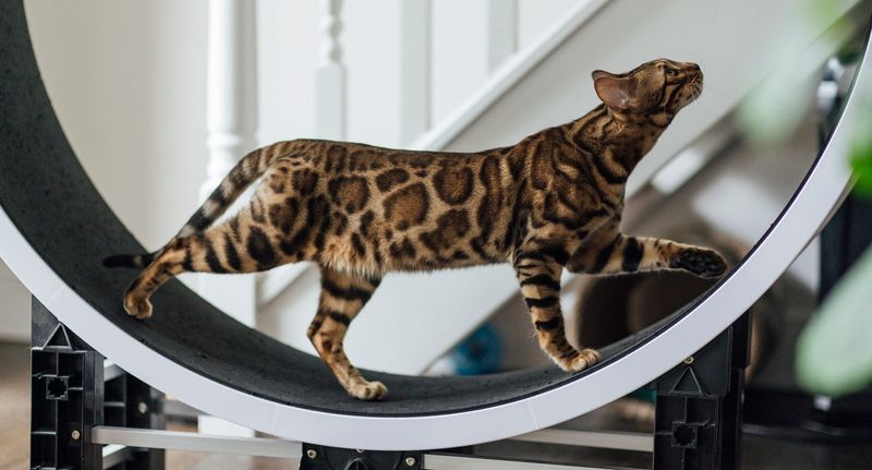 Bengal