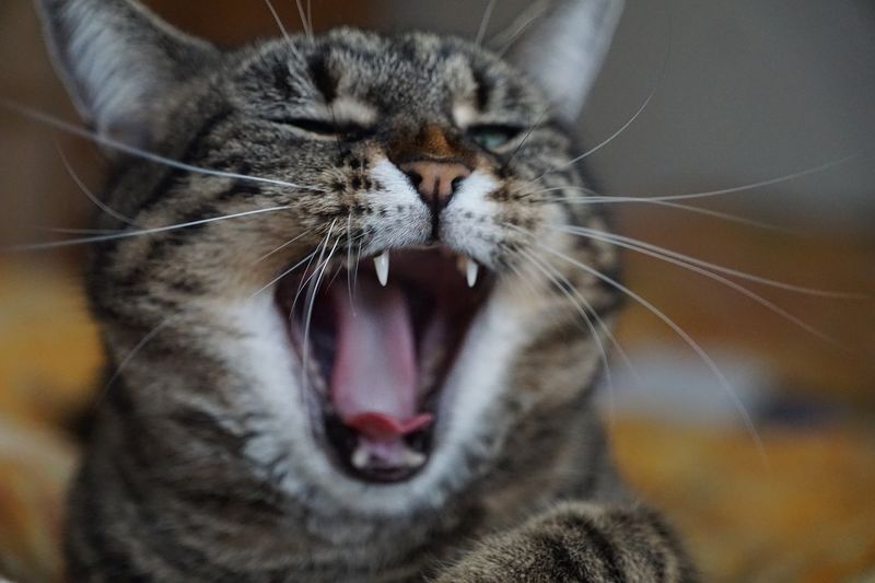 Bengal