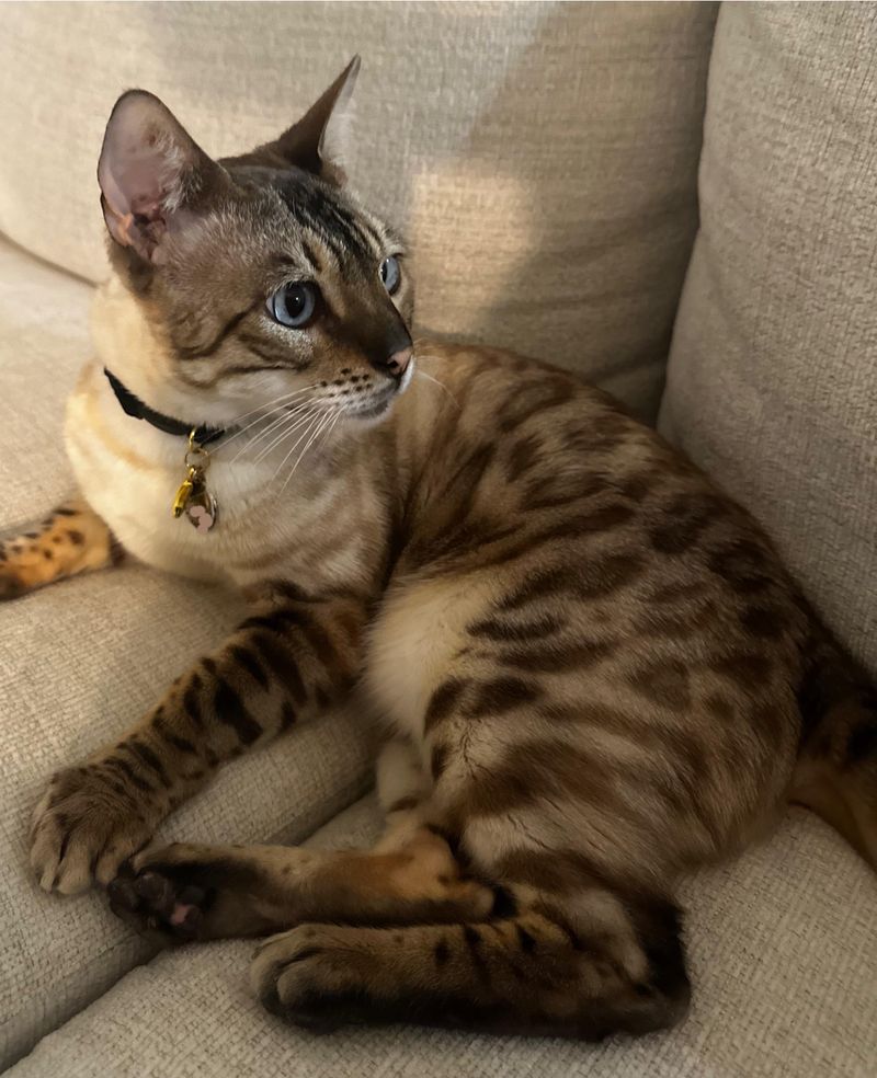 Bengal