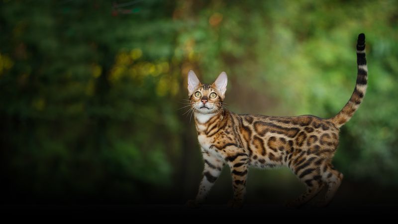 Bengal