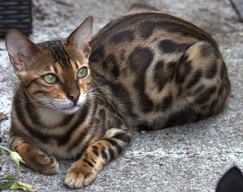 Bengal