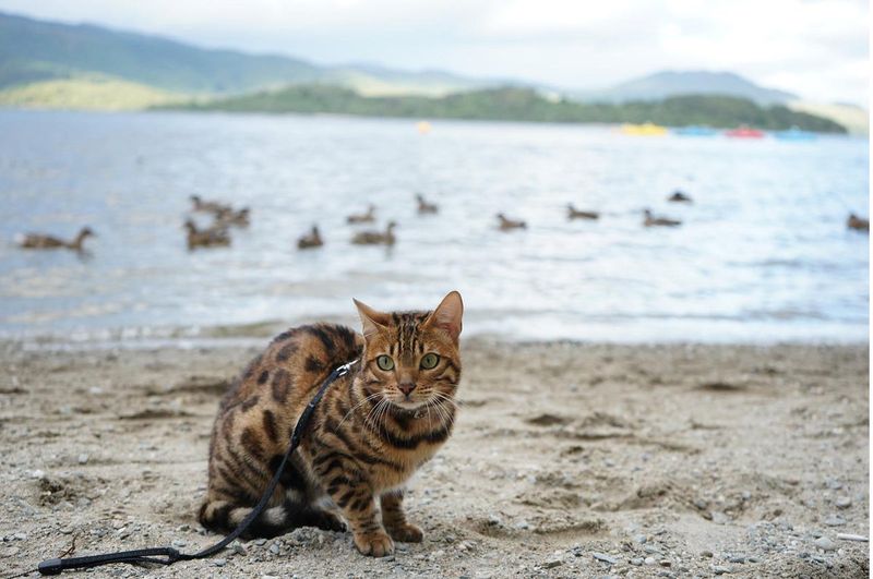 Bengal