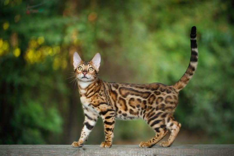 Bengal