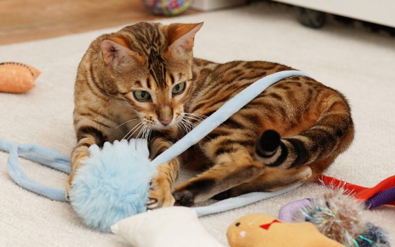 Bengal