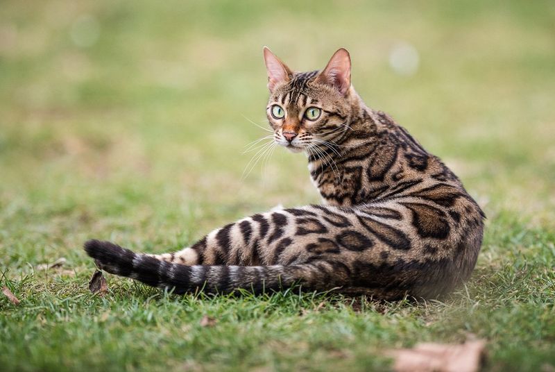 Bengal Cat