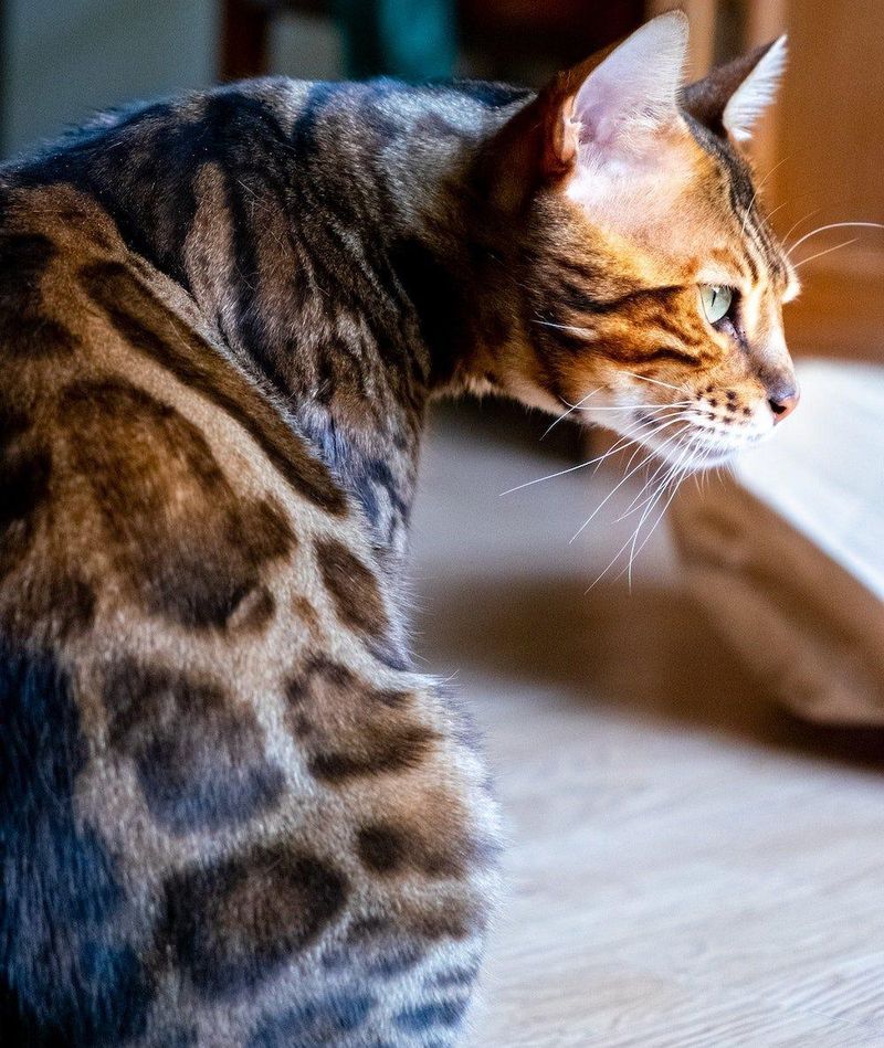 Bengal Cat