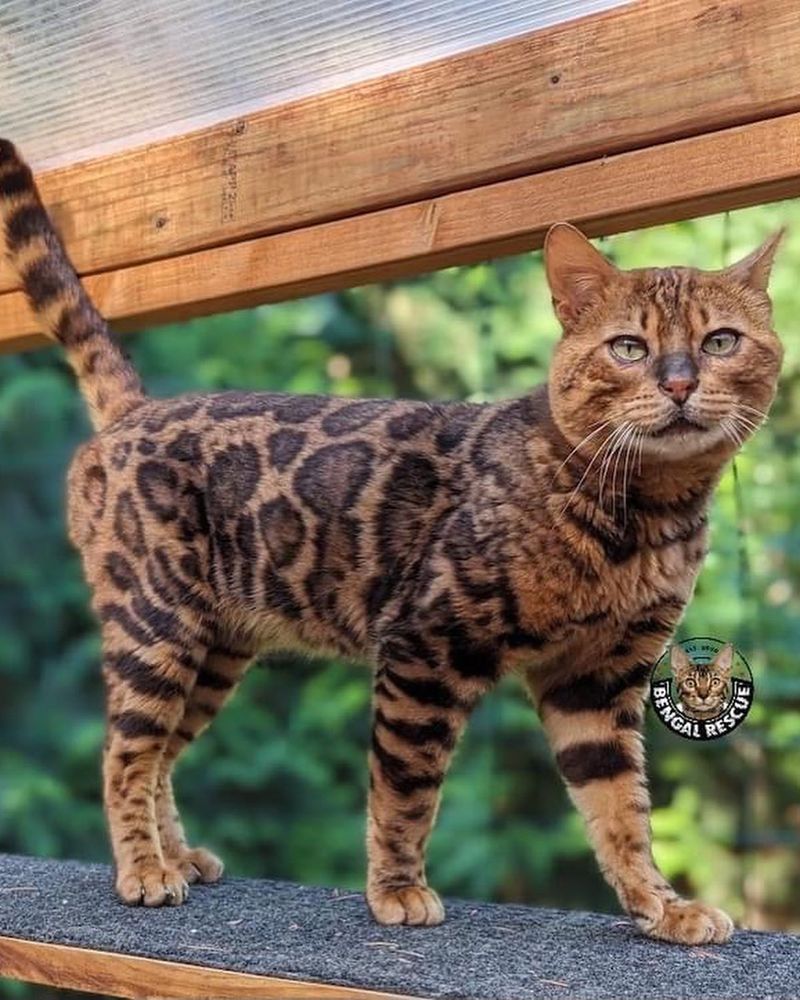 Bengal Cats: Wild Ancestry, Specific Needs