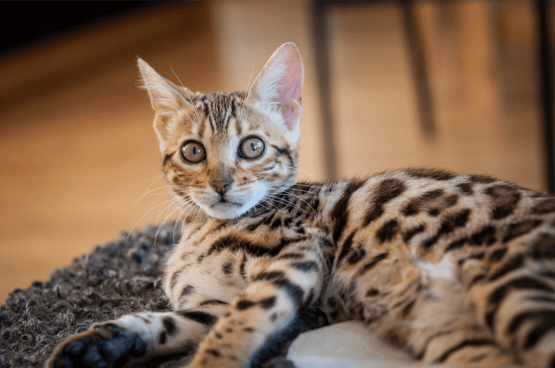 Bengal Cats: Wild Ancestry with Predatory Precision