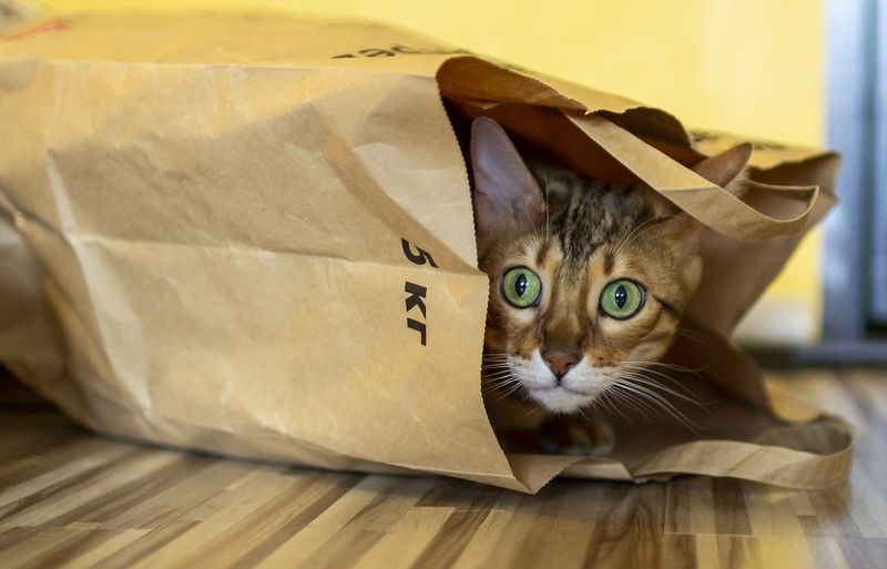 Bengal Cats: Wild Energy in a Small Package