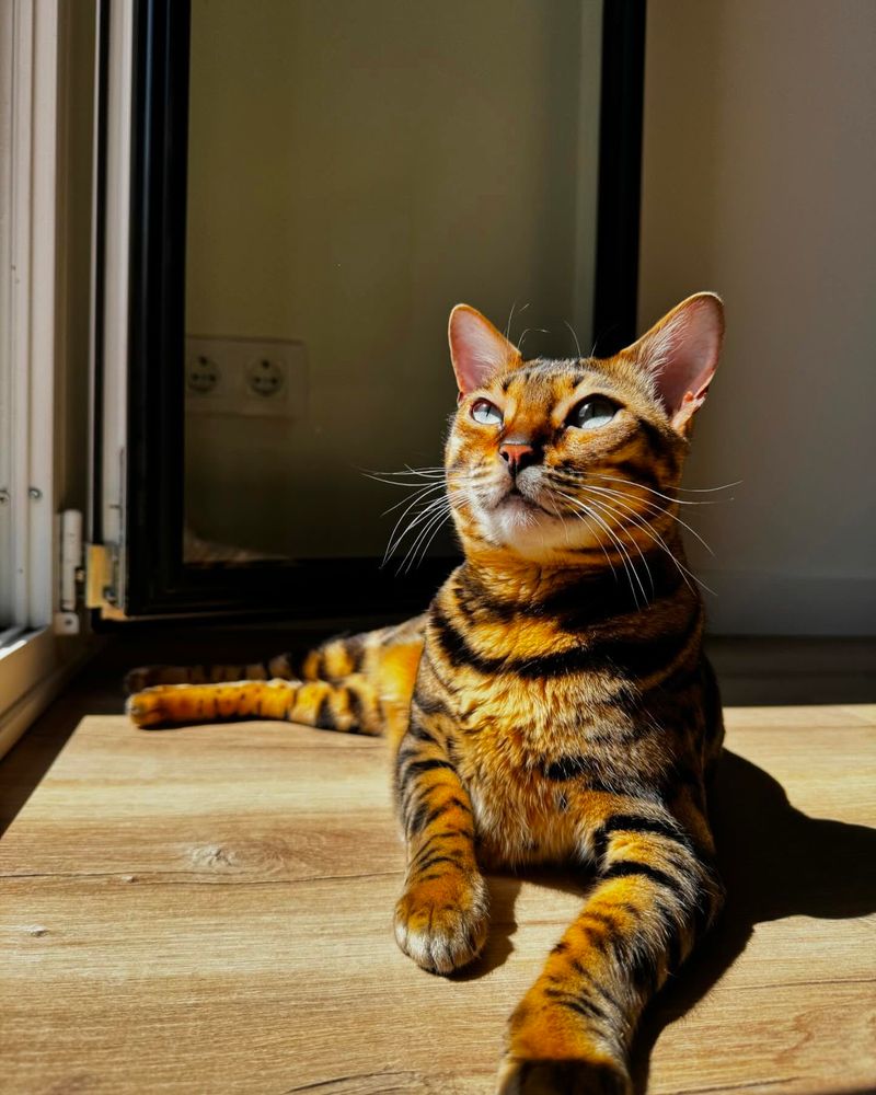 Bengal Cats: Wild Looks with Domestic Health Concerns