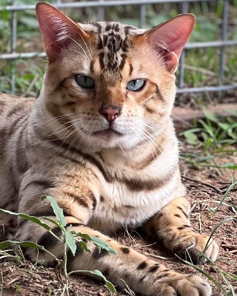 Bengal Cats
