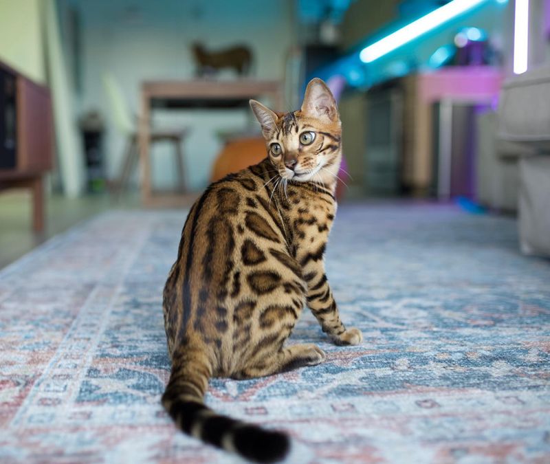 Bengal: Mesmerizing Wild Patterns