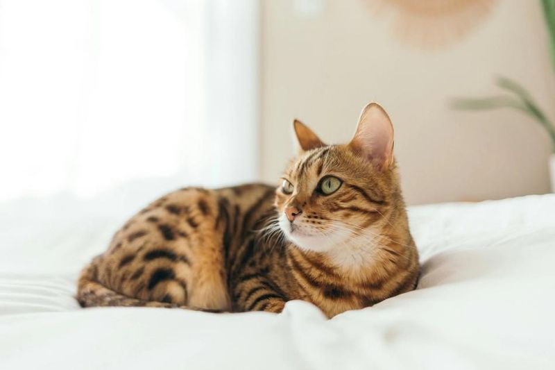 Bengal: Wild Beauty with a Playful Heart