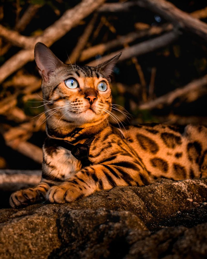 Bengal: Wild-Looking Thrill Seekers