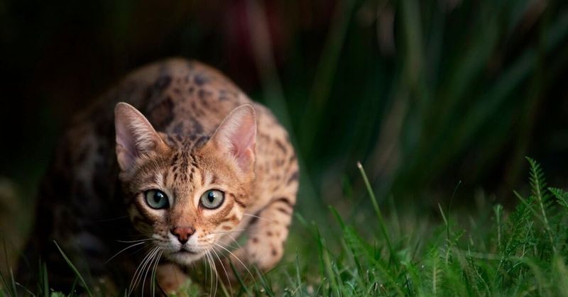 Bengal