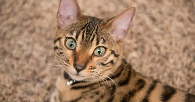 Bengal