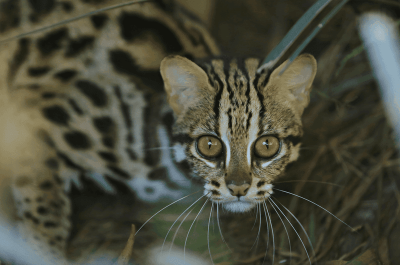 Big Cat in a Small Package