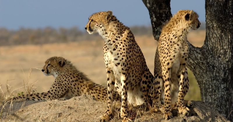 Big cats can’t purr