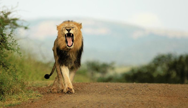 Big cats roar to communicate only with other cats