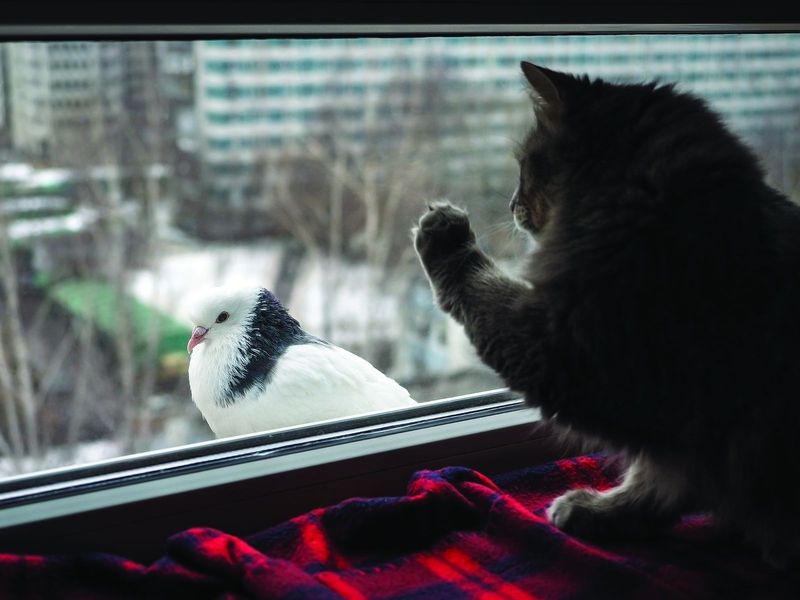 Bird TV (Window Perch + Feeder Combo)