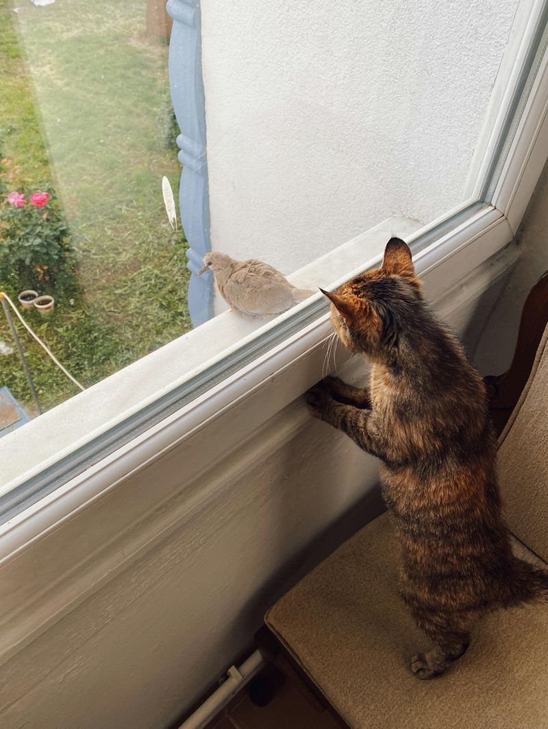 Bird Watching Is Actually Language Learning