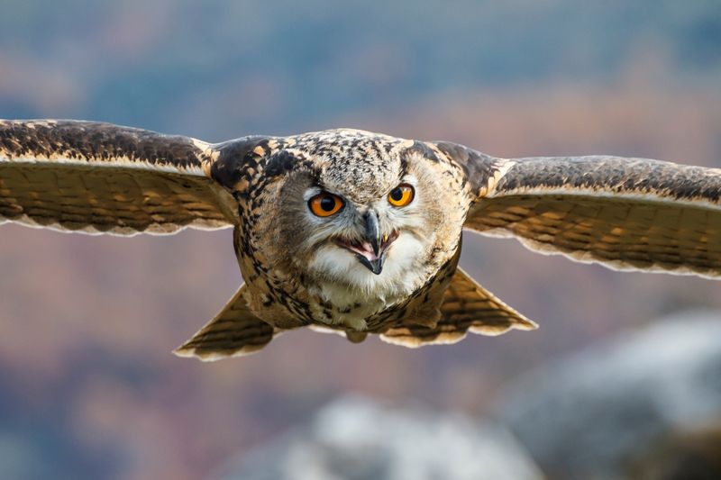 Birds of Prey