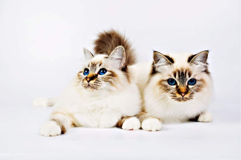 Birman