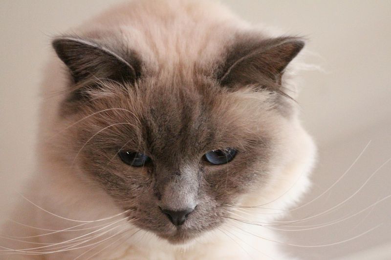 Birman