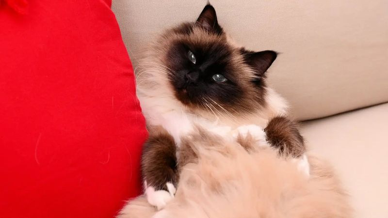 Birman