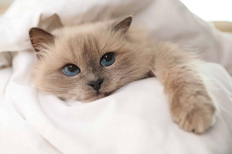Birman