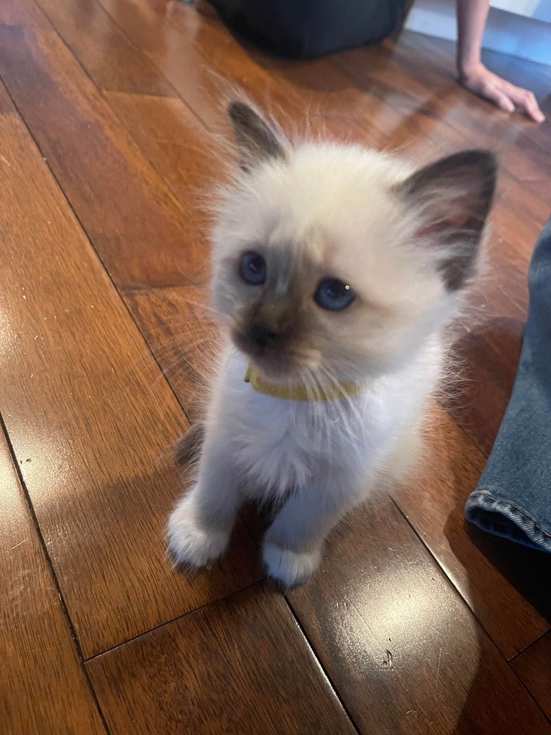 Birman
