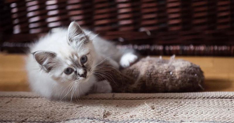 Birman