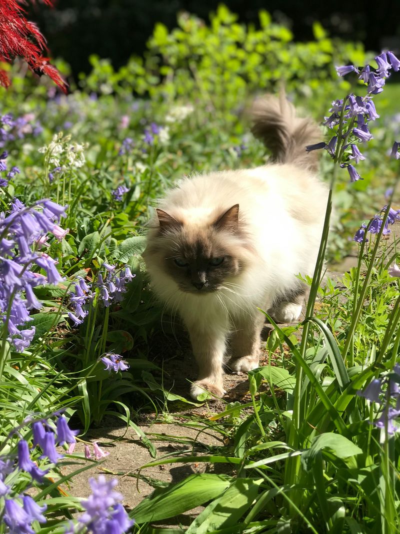 Birman