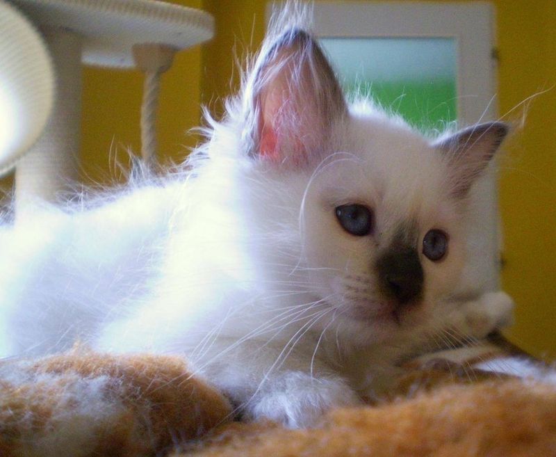 Birman: The Sacred Cuddle Timer