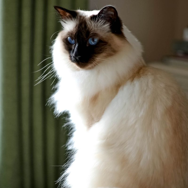 Birman: The Sacred Temple Companion