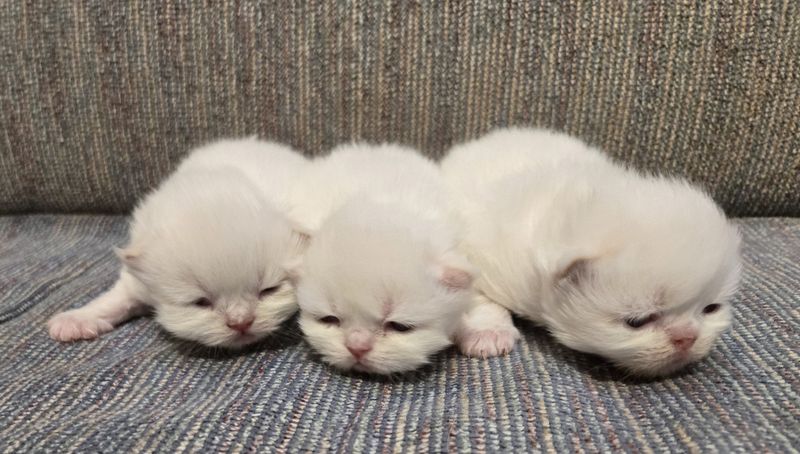 Birth to 2 Weeks: The Meeps and Blind Exploration