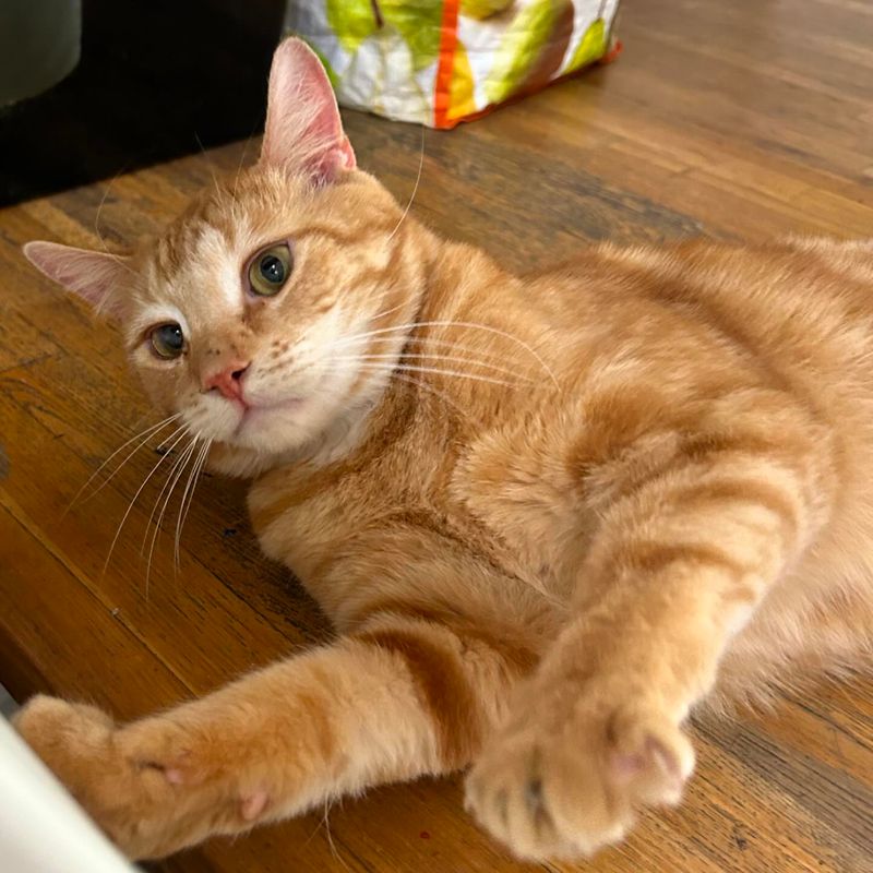 Biscuit for an Orange Tabby